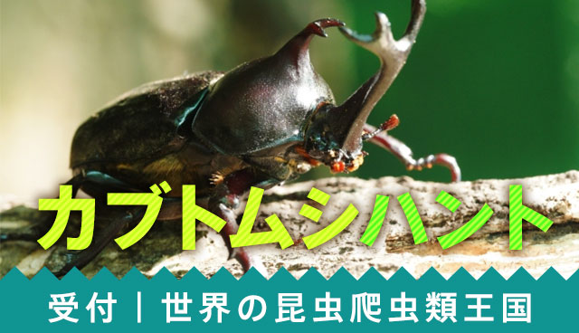 カブトムシハント