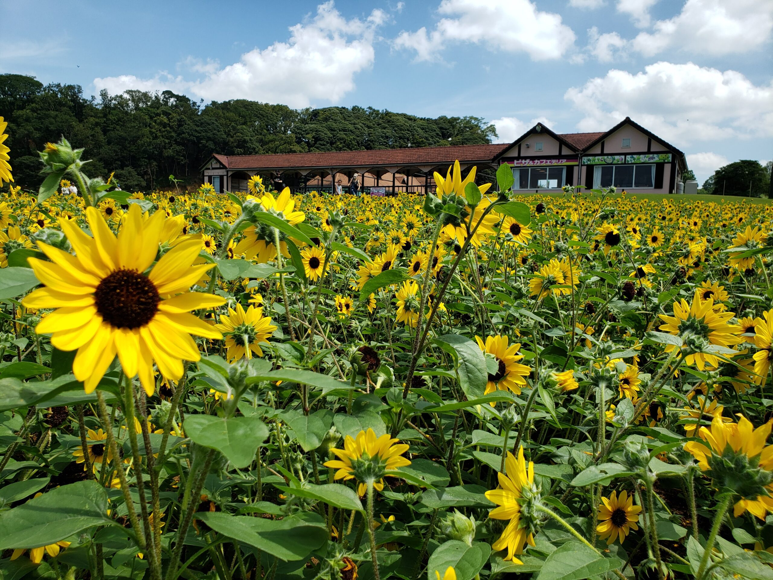 ひまわり | 東京ドイツ村 | 千葉県袖ケ浦市にある花と緑のテーマパーク