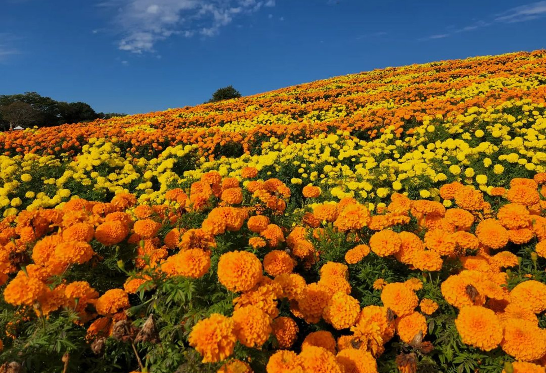 マリーゴールド | 東京ドイツ村 | 千葉県袖ケ浦市にある花と緑のテーマ