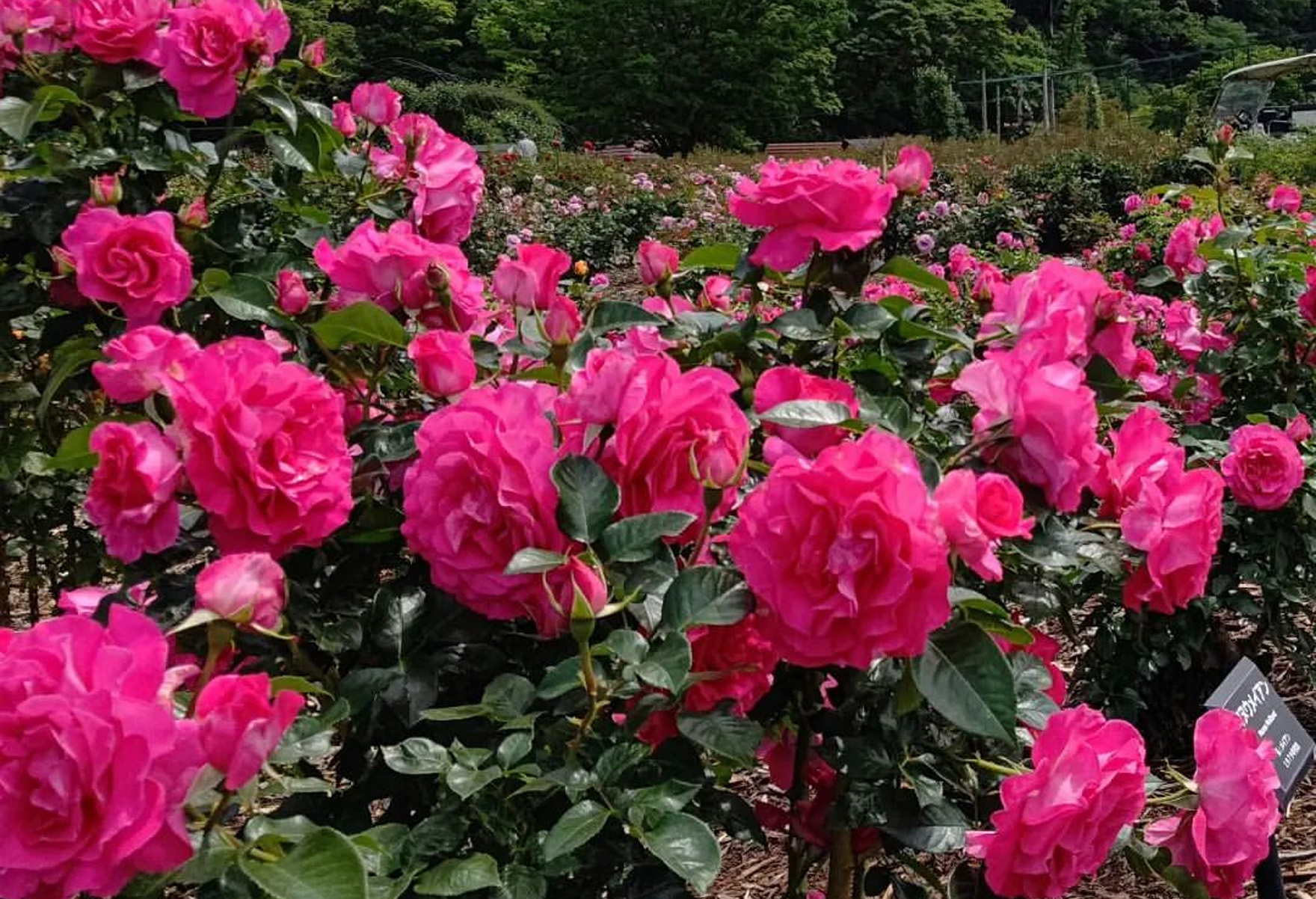 春バラ | 東京ドイツ村 | 千葉県袖ケ浦市にある花と緑のテーマパーク
