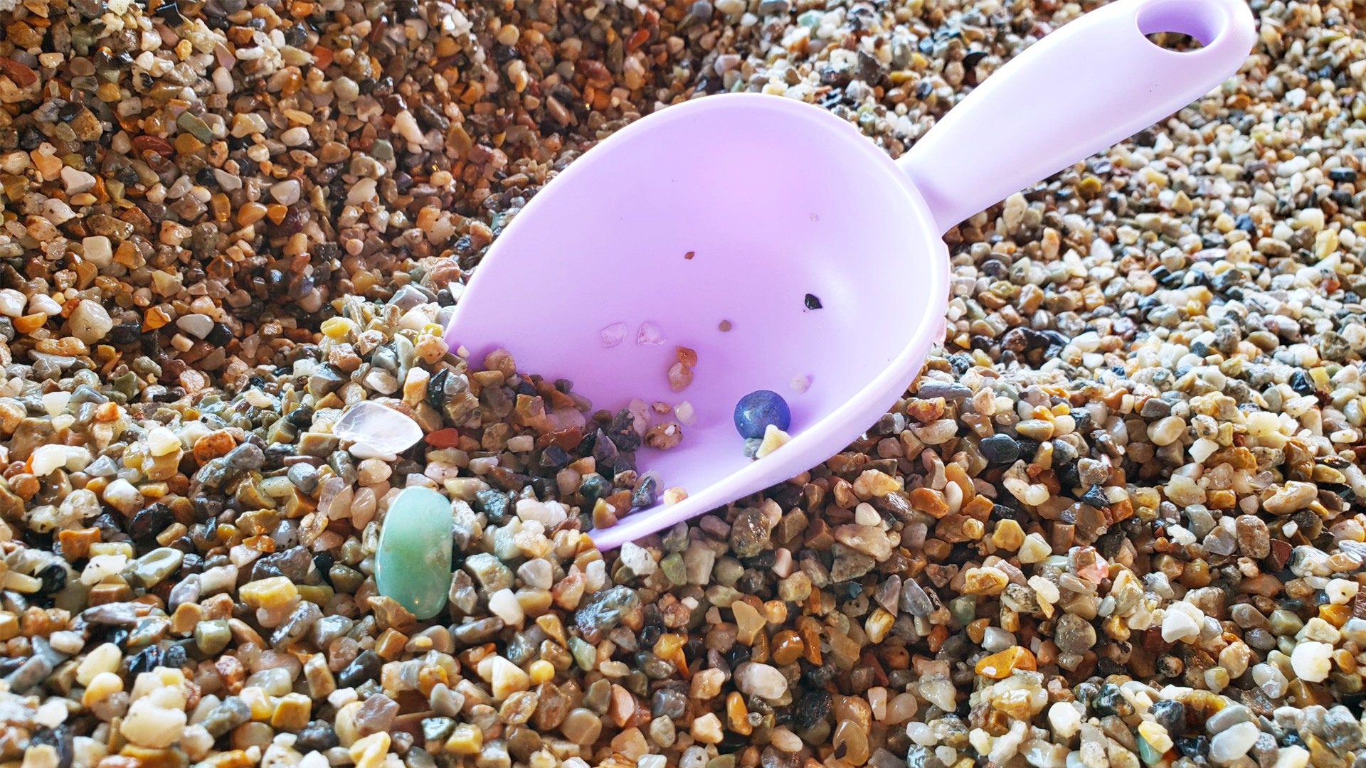 ドリームハンター宝石さがし | 東京ドイツ村 | 千葉県袖ケ浦市にある花