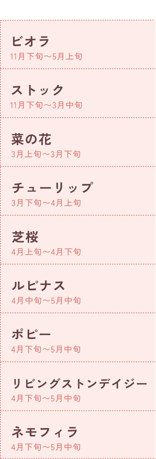 ビオラ 11月下旬〜5月上旬、ストック 11月下旬〜3月中旬、菜の花 3月上旬〜3月下旬、チューリップ 3月下旬〜4月上旬、芝桜 4月上旬〜4月下旬、ルピナス 4月中旬〜5月中旬、ポピー 4月下旬〜5月中旬、リビングストンデージー 4月下旬〜5月中旬、ネモフィラ 4月下旬〜5月中旬