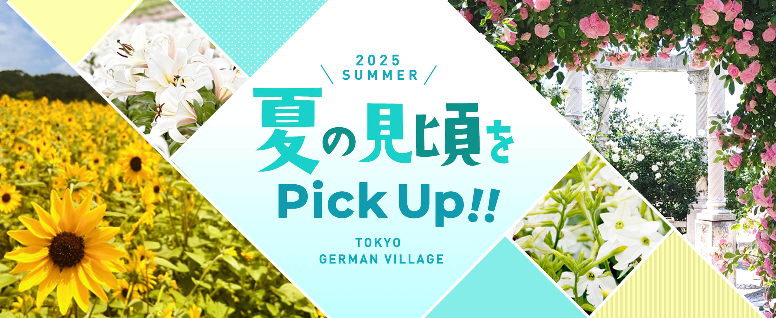 夏の見頃をPICK UP!!2025