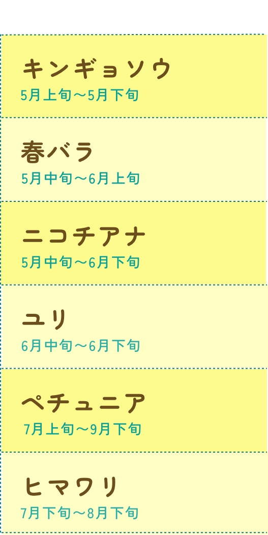 春バラ 5月中旬〜6月中旬、ユリ 6月下旬〜7月中旬、アジサイ 6月中旬〜7月上旬、キンギョソウ 5月中旬〜6月上旬
