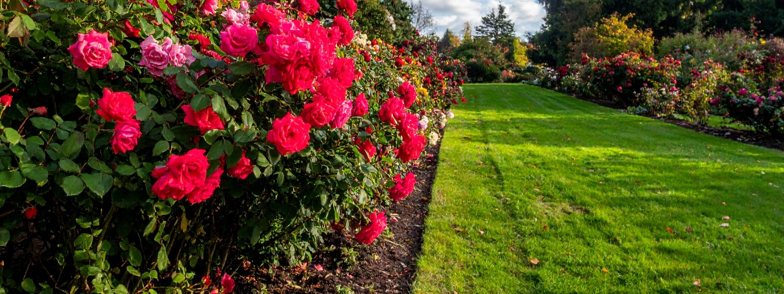 秋バラ | 東京ドイツ村 | 千葉県袖ケ浦市にある花と緑のテーマパーク