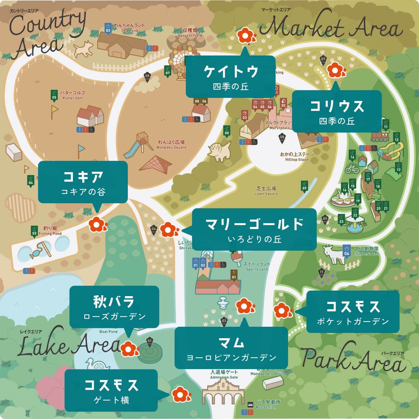 マリーゴールドはいろどりの丘、ケイトウとコリウスはマーケットエリアの四季の丘、コキアはカントリーエリアのコキアの谷、秋バラはレイクエリアのローズガーデン、マムは入場門ゲート内側のヨーロピアンガーデン、コスモスはレイクエリアのゲート横とパークエリアのポケットガーデンにて鑑賞できます。
