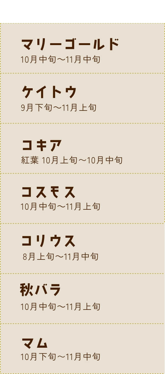 マリーゴールド 10月中旬〜11月中旬、ケイトウ 9月下旬〜11月上旬、コキア 紅葉 10月上旬〜10月中旬、コスモス 10月中旬〜11月上旬、コリウス 8月上旬〜11月中旬、秋バラ 10月中旬〜11月上旬、マム 10月下旬〜11月中旬