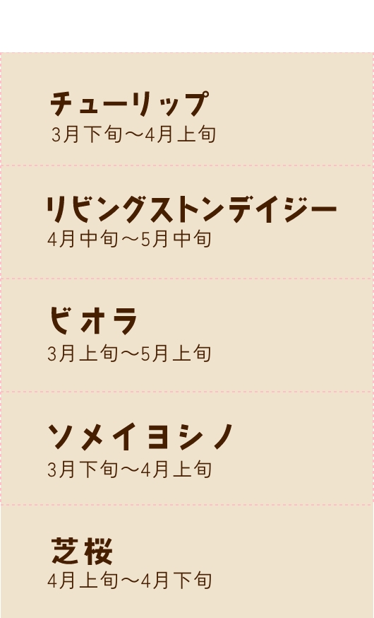 チューリップは3月下旬から4月上旬が見頃、リビングストンデージーは4月下旬から5月中旬が見頃、ビオラは3月下旬から5月上旬が見頃、ソメイヨシノは3月下旬から4月上旬が見頃、芝桜は4月上旬から4月下旬です。