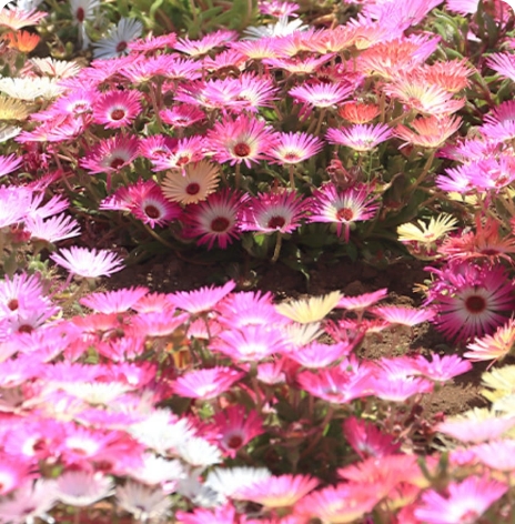 リビングストンデイジー